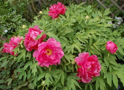 Kao_0010__45396.jpg
