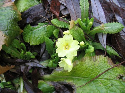 Primula_vulgaris.jpg