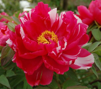 Shima-nishiki_0011__45425.jpg