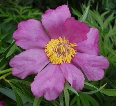 P._anomala_ssp_veitchii_0011__45379.jpg