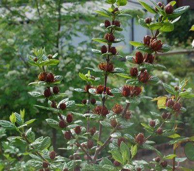Calycanthus_floridus_0010__45163.jpg