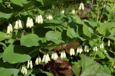Polygonatum_multiflorum_0010__45032.jpg