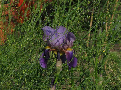 iris_im_spargelgruen.jpg