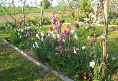 000_3611_Apfelbaumbeet1.jpg