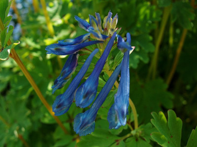 corydalis_spec.jpg