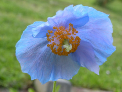 Kopie_von_DSCN0795.JPG