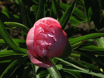 paeonia_cf_rosa.jpg