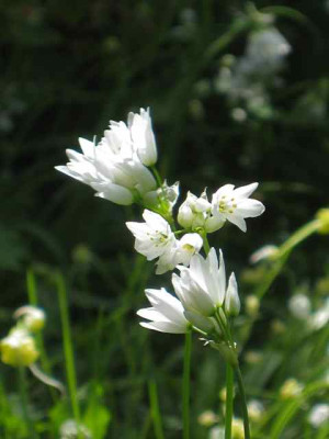 Allium_zebd1_IMG_2268.jpg