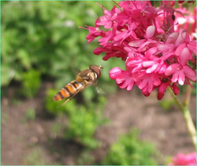 Schwebfliege_-F.jpg