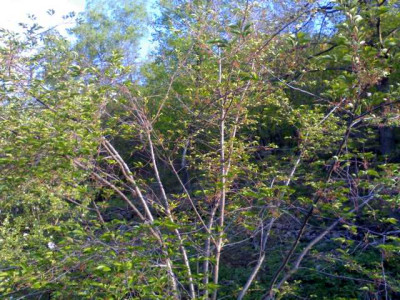 K640_09052009617.JPG