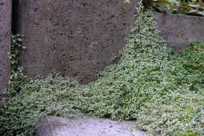 Soleirolia_auf_der_Treppe.jpg