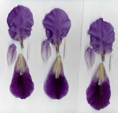 Iris_germanica-1.jpg