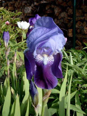 Iris_germanica-5.jpg