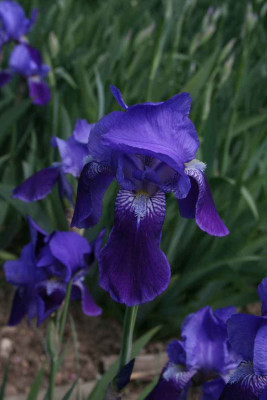 Iris_germanica-21.jpg