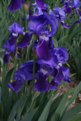 Iris_germanica-31.jpg