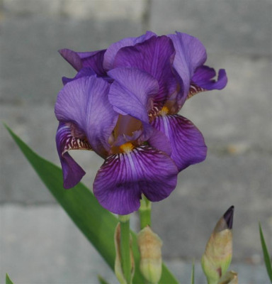 A8250a_Large.JPG