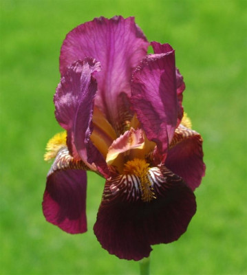 A8256a_Large.JPG