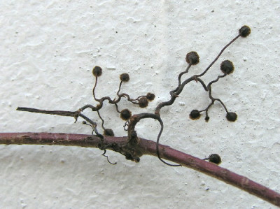 Chin-Feb-2.jpg