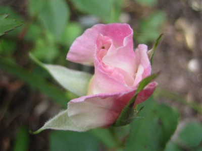 mme_de_watteville_pedersen_Small.JPG