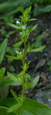 unbekannt-090509.jpg