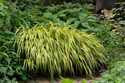 Hakonechloa-Mai0909.jpg