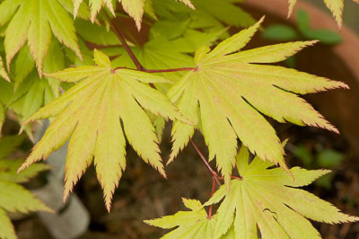 Acer-shirasawanum-Autumn-Moon-Mai0909.jpg