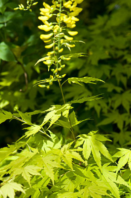 Acer-Orange-Dream-und-Goldregen-Mai0909.jpg