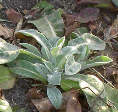 20040211_centaurea_montana.jpg