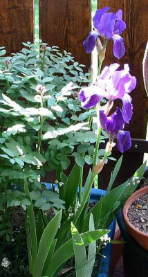wilde-Iris-axel.jpg