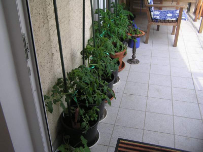 tomaten090509.jpg
