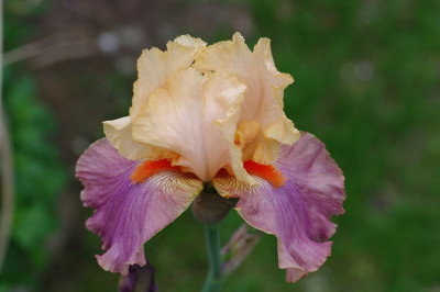 IMGP2169.jpg