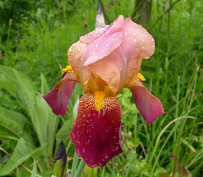Iris_unbekannt_rosa-braunrot__aus_2008.jpg