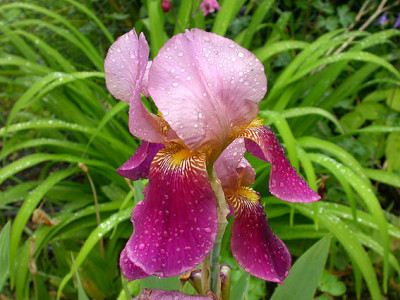 Iris_unbekannt_rosa-weinrot_aus_2008.jpg