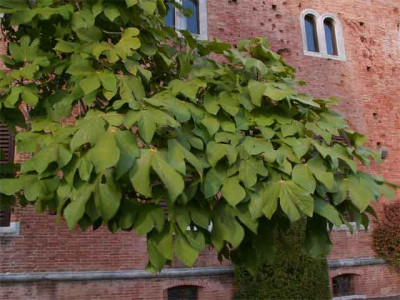 ficus-2.jpg