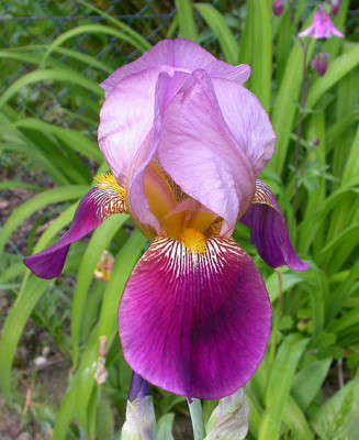 Iris_unbekannt_von_2008.jpg