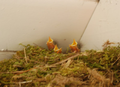 Rotschwanzchen_0010__45447.jpg