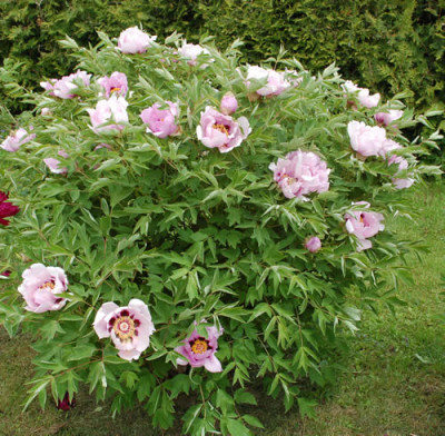 Fen_He_0010__45349.jpg