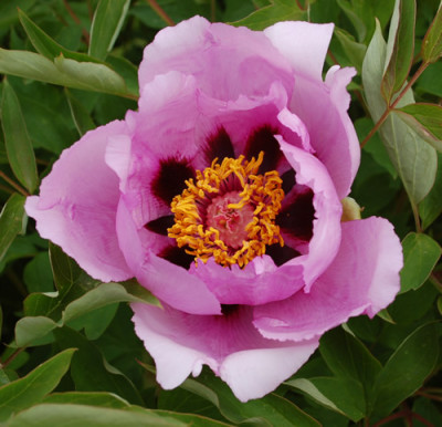 Fen_He_0011__45353.jpg