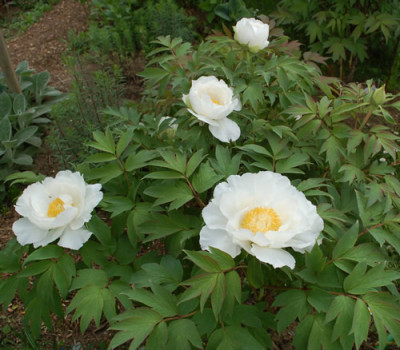Hakuo-jishi_0010__45410.jpg
