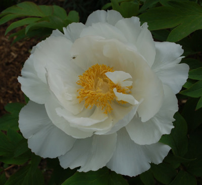 Hakuo-jishi_0011__45411.jpg