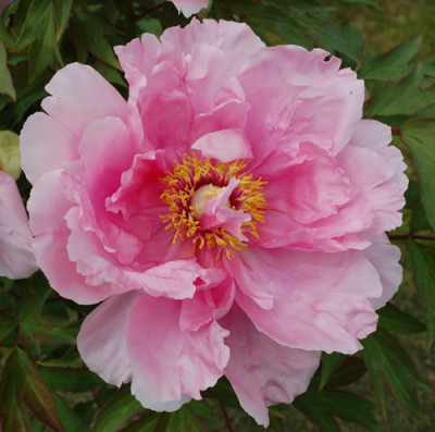 Hana_Kisoi_0010__45366.jpg