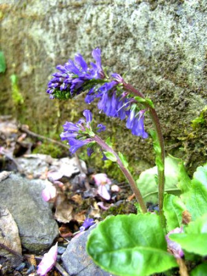 Wulfenia_carinthiaca_fars_2009.jpg