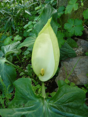 Arum_italicum_fars_2009.jpg
