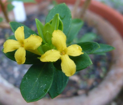 Daphne_aurantiaca_fars_2009.jpg