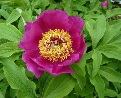 Paeonia_officinalis_ssp._huthii_fars_2009.jpg
