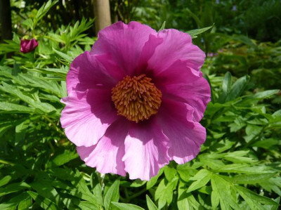 Paeonia_anomala_fars_2009.jpg