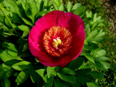 Paeonia_knorbsii_fars_2009.jpg