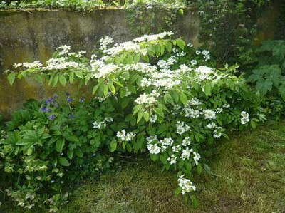 Viburnum_plicatum_Mariesii_fars_2009.jpg