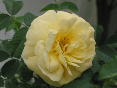Agnes_Mai_09_erste_Blute.jpg