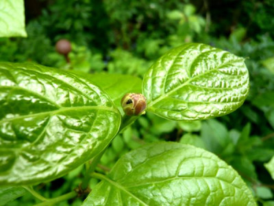 Sinocalycanthus_sinensis_fars_2009.jpg